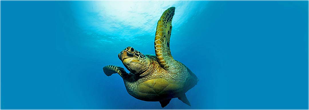 Study Turtle Behavior in the Gili Islands – PADI Specialty Course ...